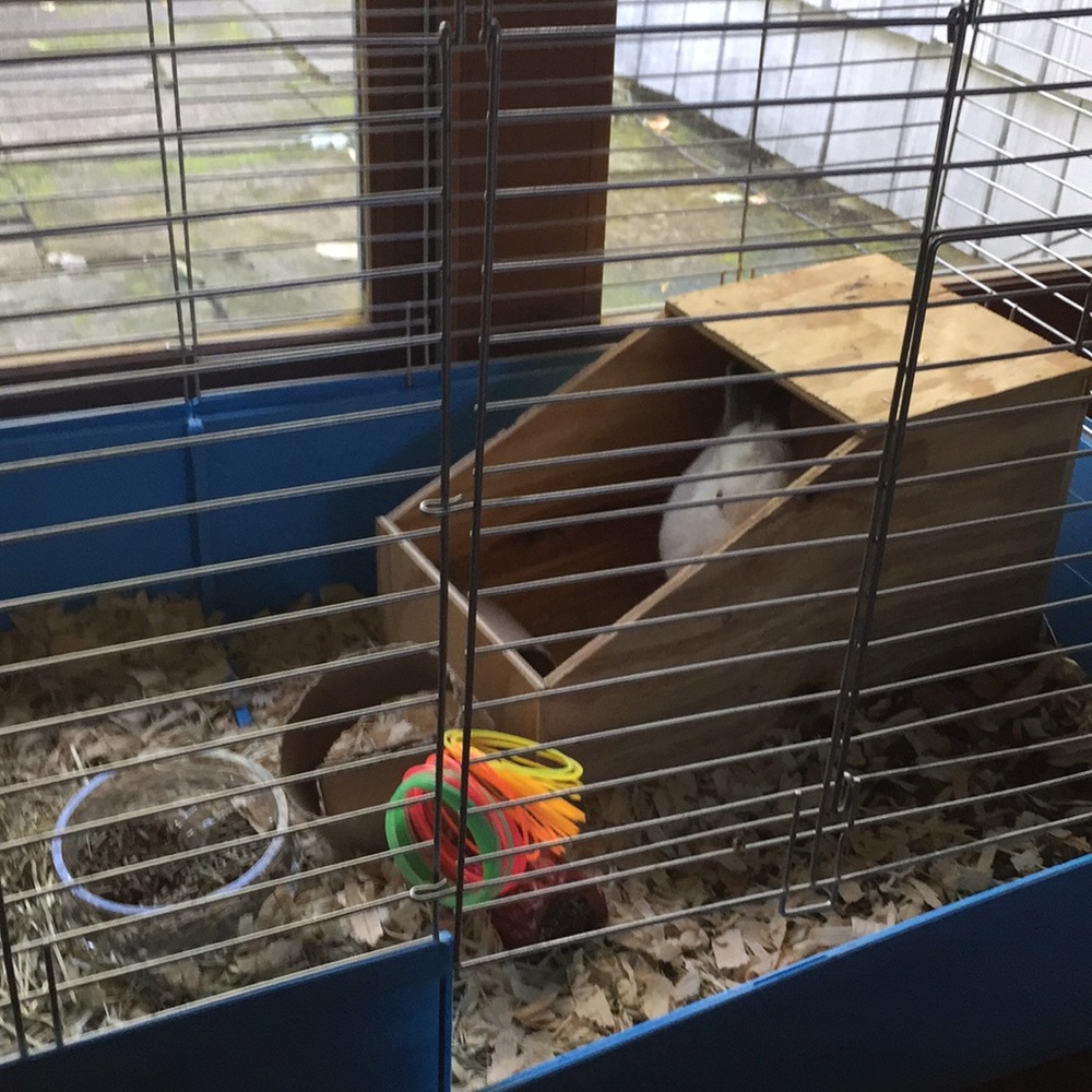 Meet your Posher, Rose